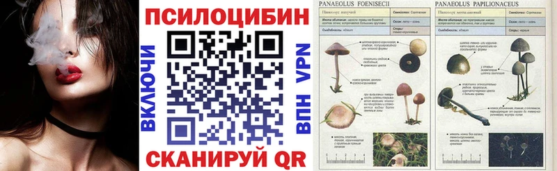 Галлюциногенные грибы Psilocybine cubensis  хочу наркоту  маркетплейс официальный сайт  Шебекино 